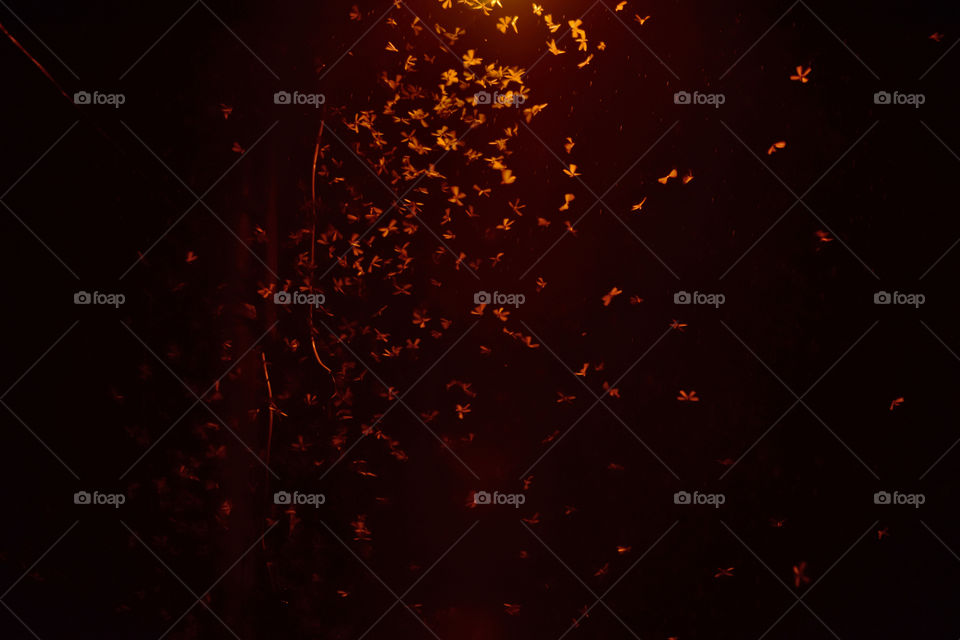 Laron in the rainy season