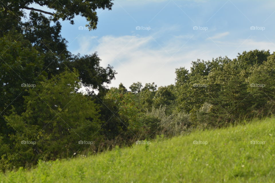 Landscape, Tree, Nature, Hayfield, Outdoors