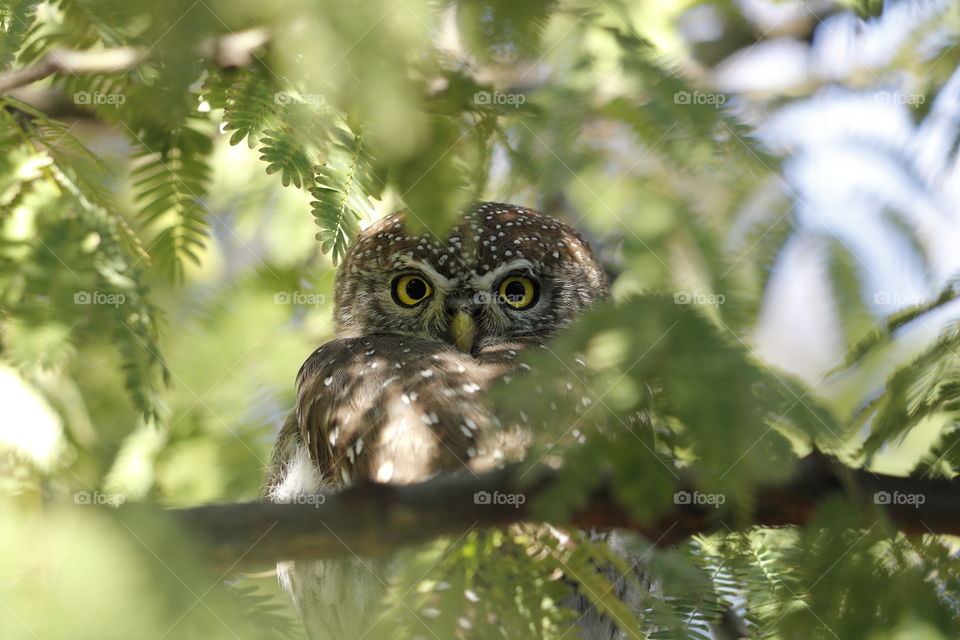 Pearl-spotted owlet in acacias