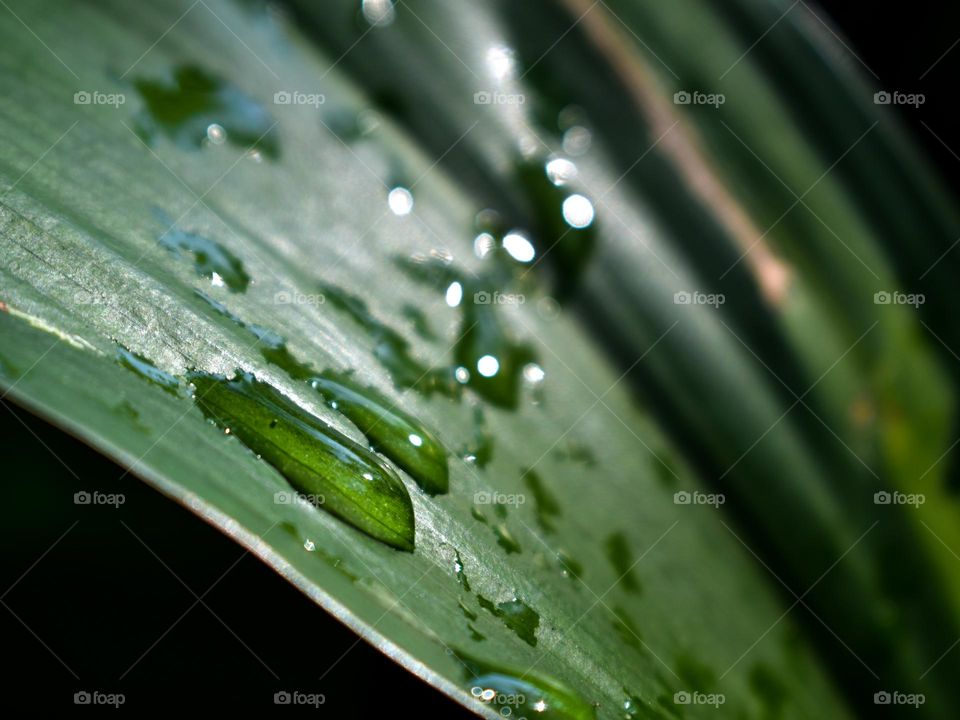 Raindrops on A Leaf