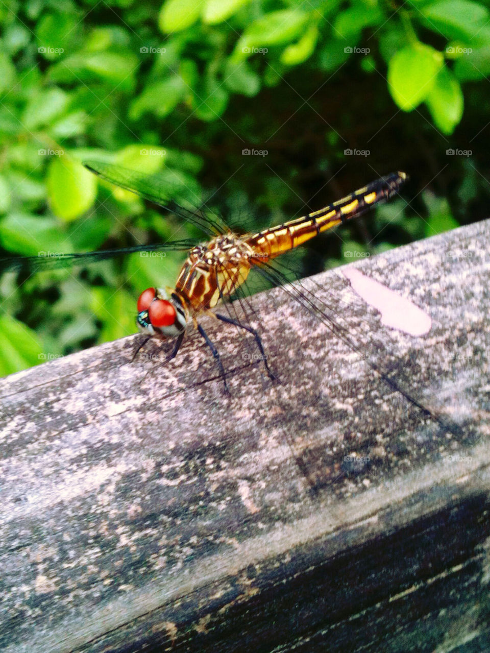 DRAGONFLY