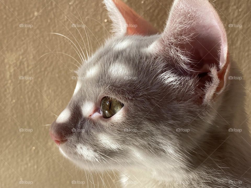 The reflection of light on the cat’s face