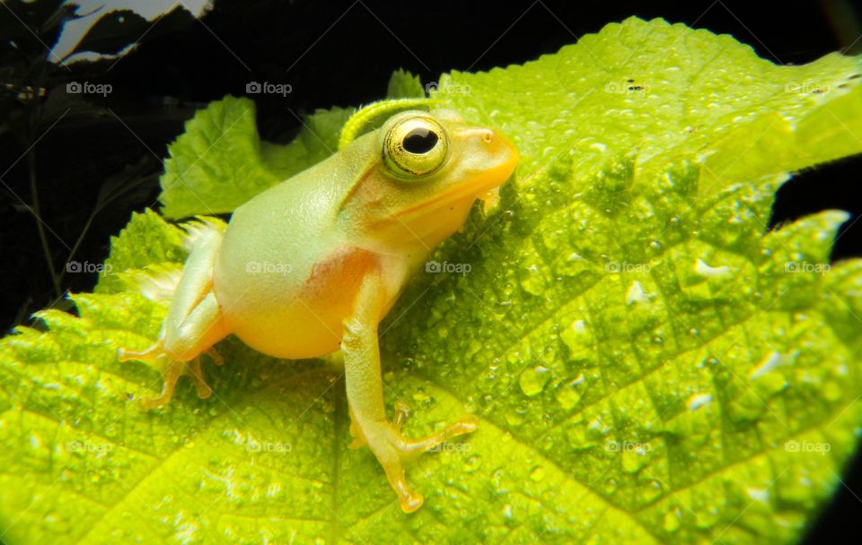 Frog