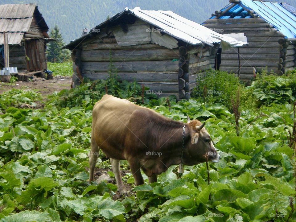 Бык утопает в изумрудной зелени Карпатских гор. 