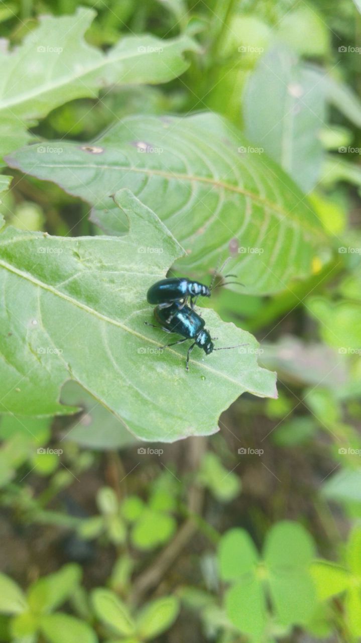 A pair of metallic green beetles