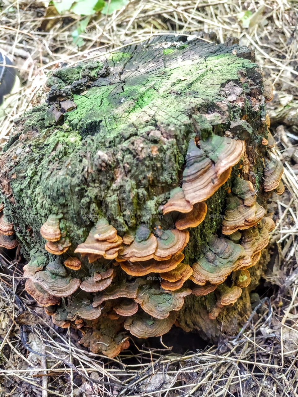 Mushrooms on a stump