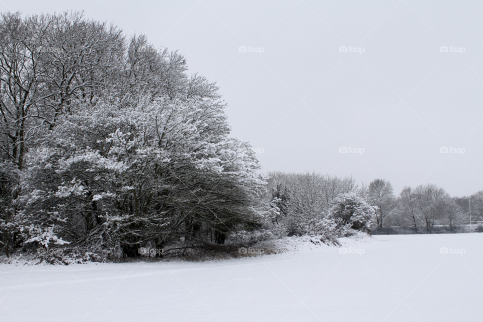 winter landscape trees by mc16