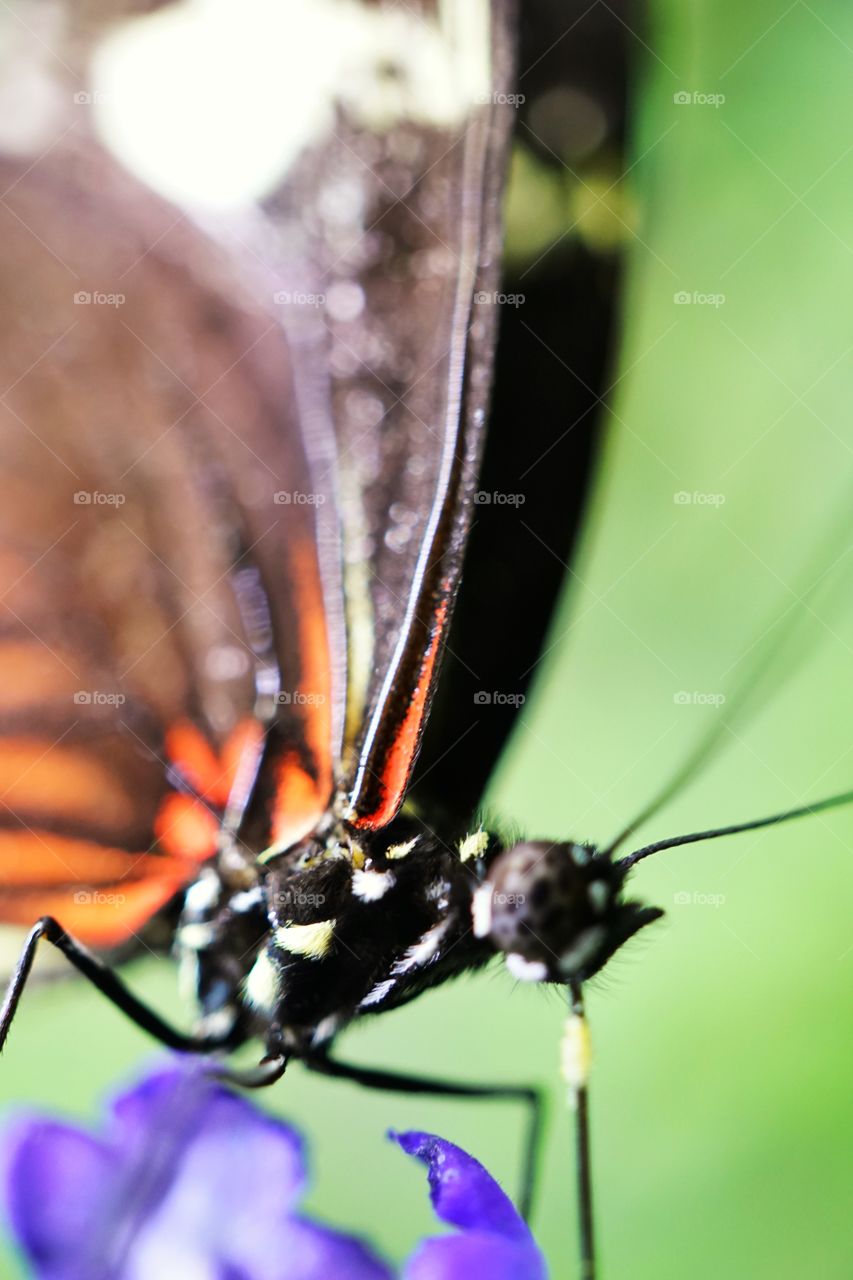 Delicate Butterfly Closeup