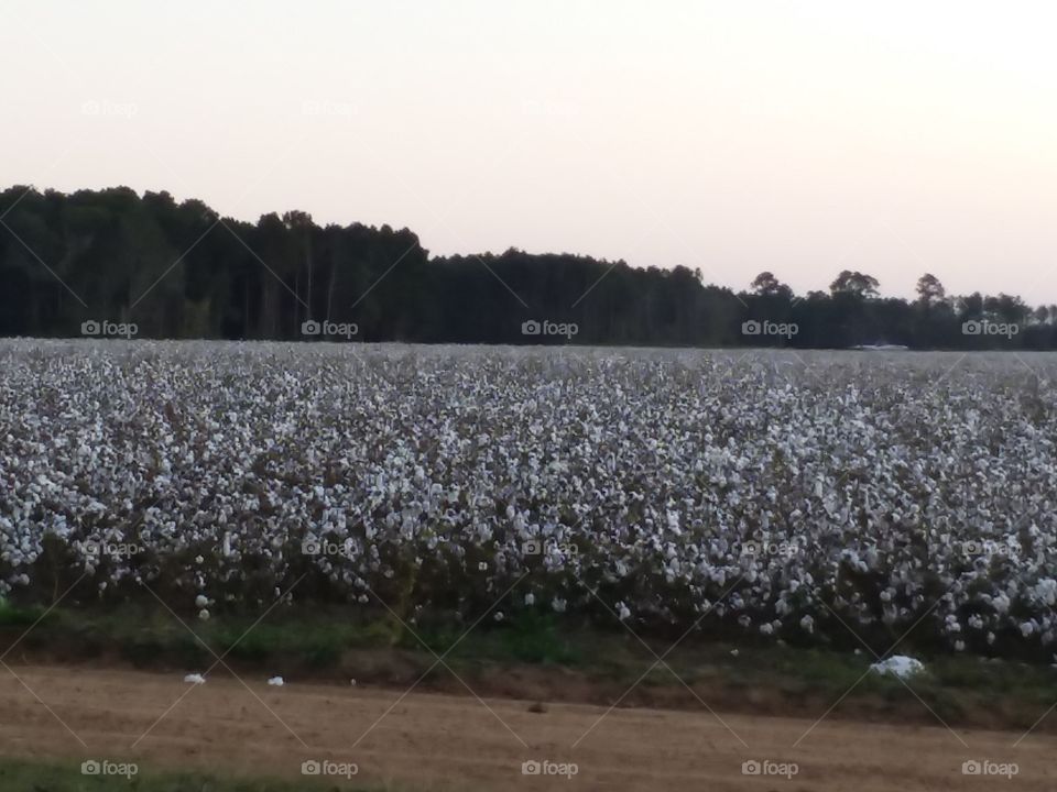 South Georgia  cotton fields