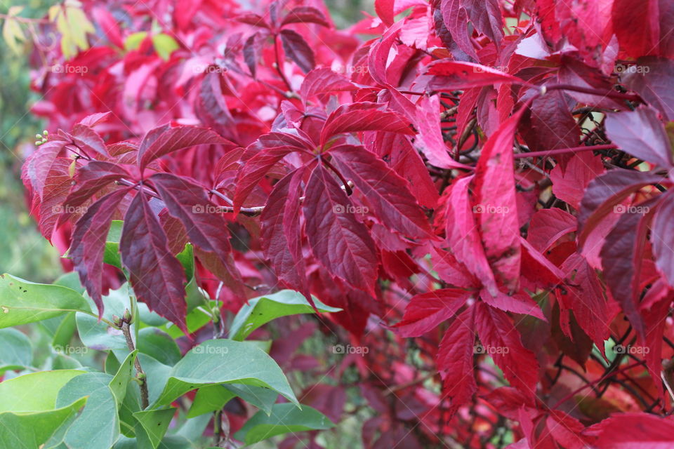 красивое растение