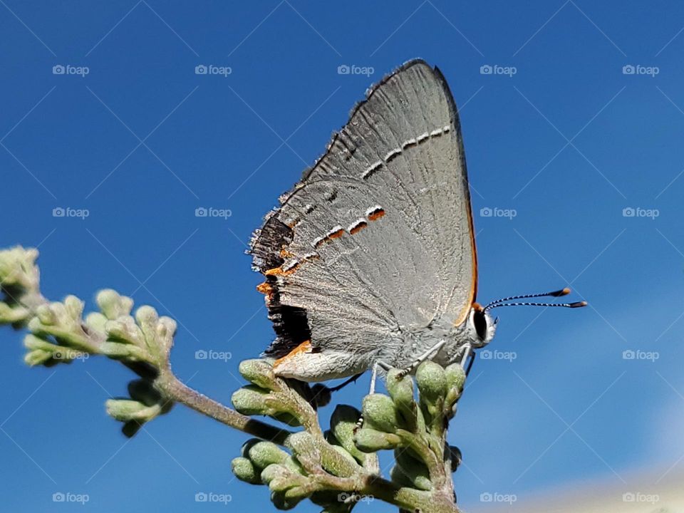 Gray hairstreak butterfly up high with damaged wings.