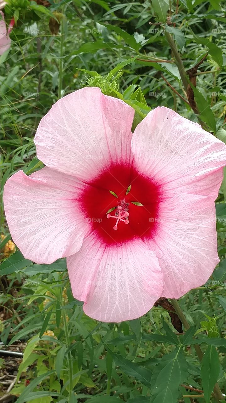 hibiscus