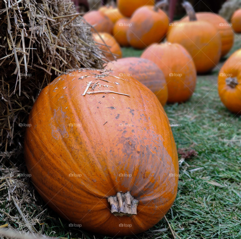 Orange pumpkins in a row