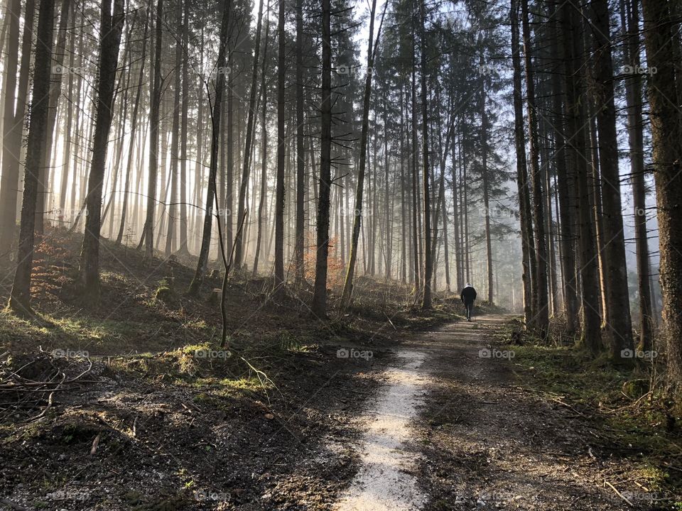 A single hiker walks along a misty, sun-dappled forest path among tall, uniformly straight, trees. 