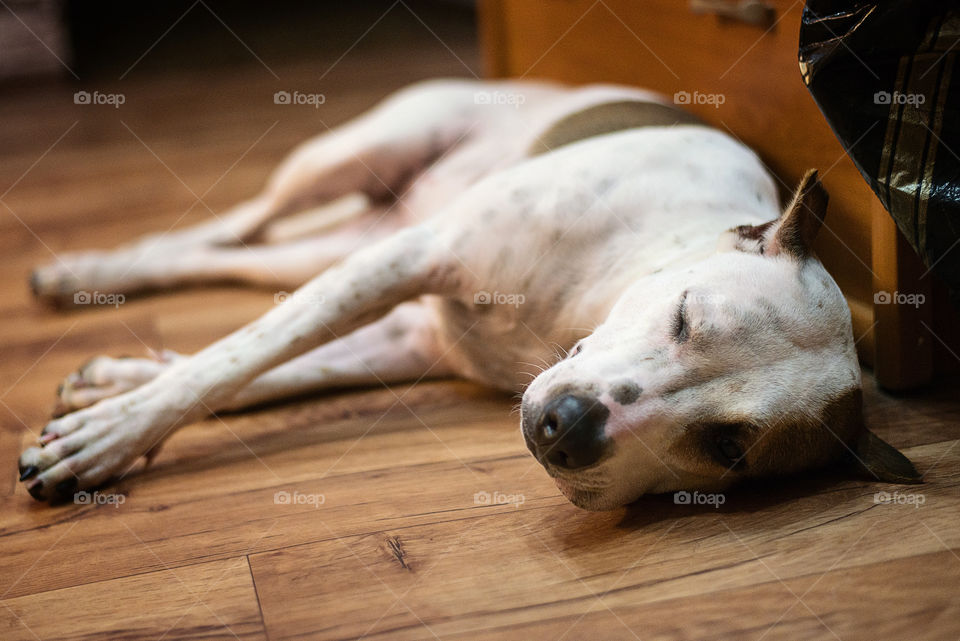 Pit bull dog sleeping on the floor