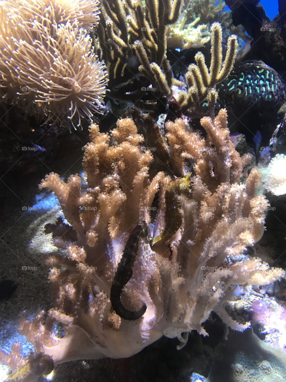 Underwater, Coral, Fish, Invertebrate, Reef