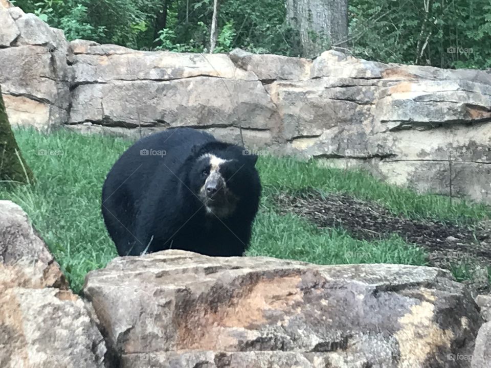 Andean Bear enjoying the cloudy, cooler weather on a summer day at the Nashville Zoo
