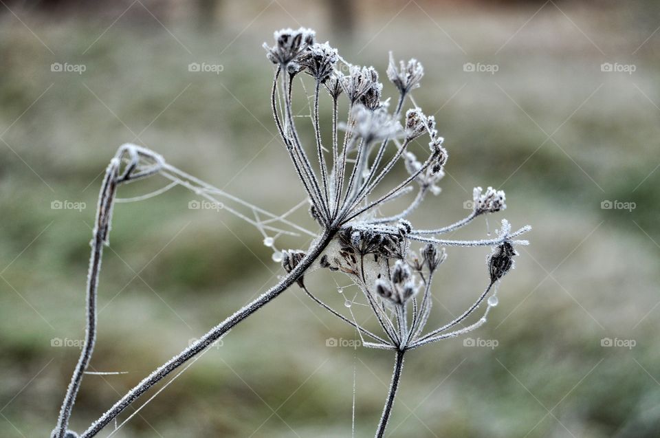 Nature, Outdoors, Spider, No Person, Closeup