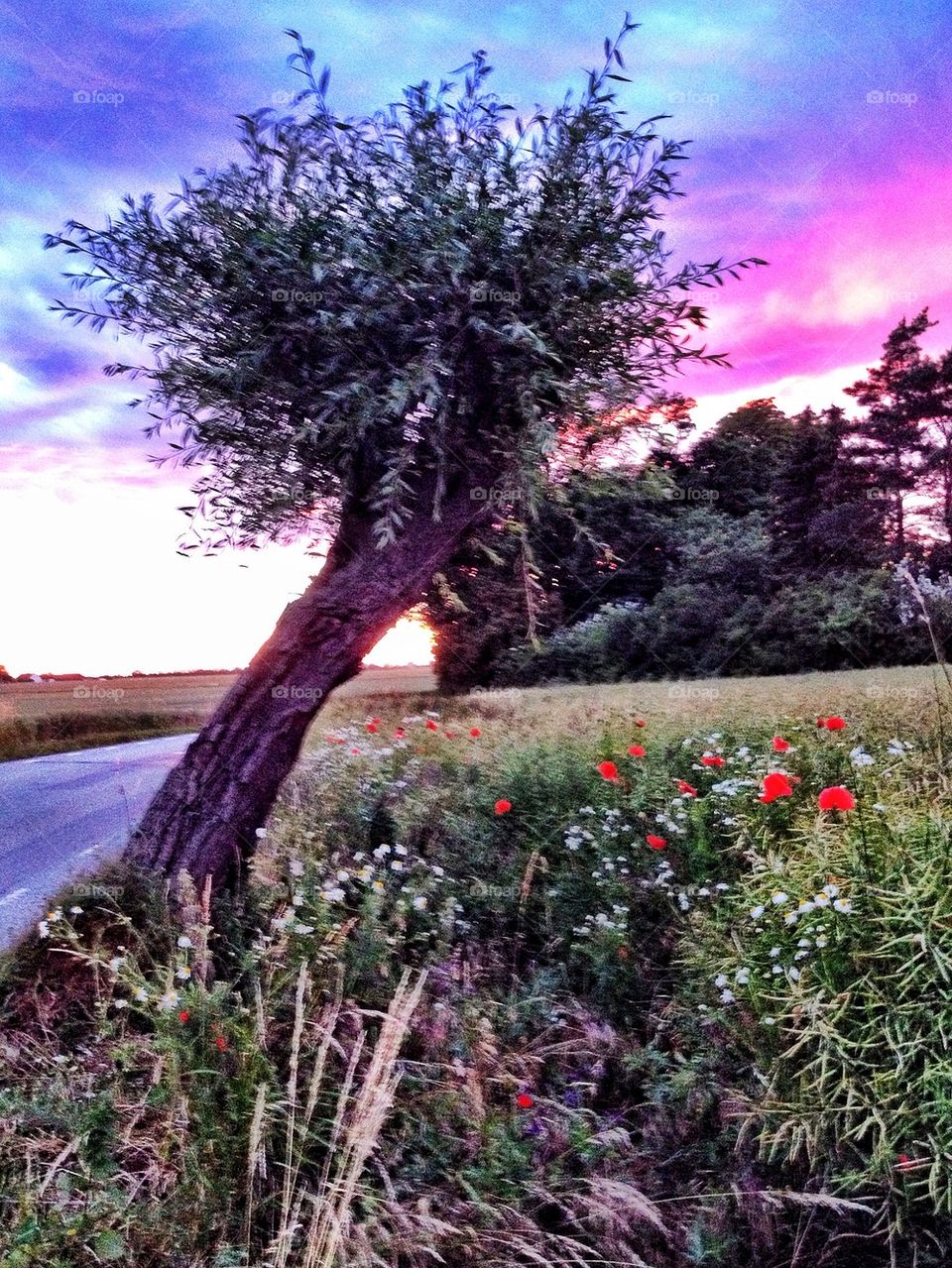 Willow tree at dusk