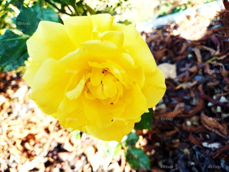 Beautiful yellow Flower
