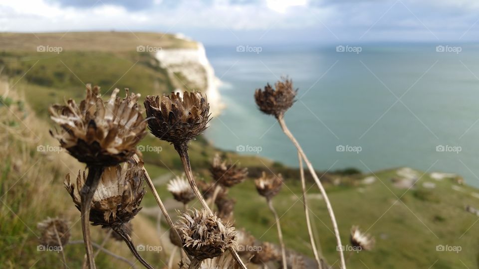 Cliffs of Dover