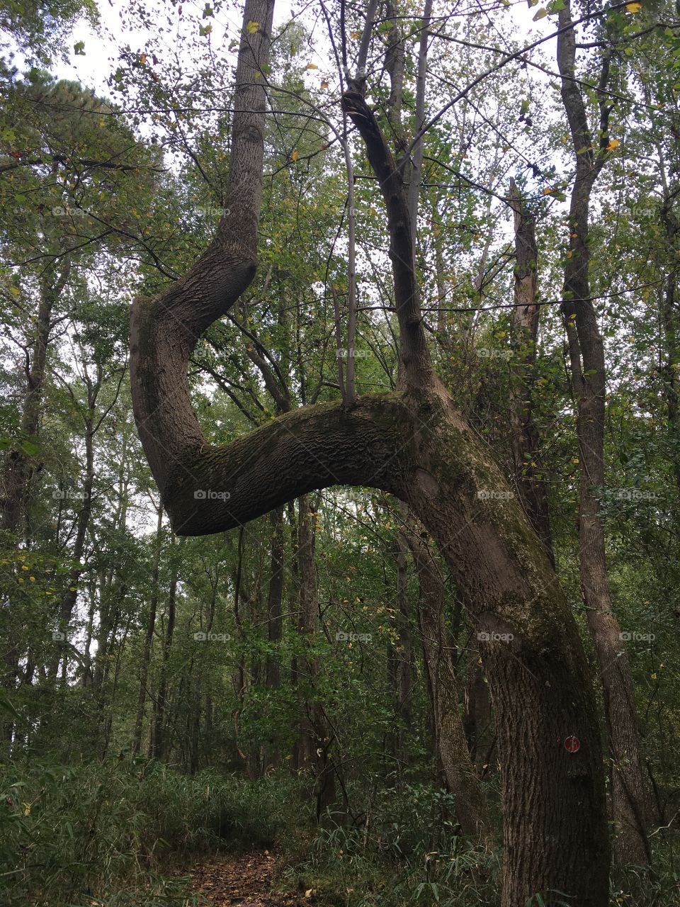 A nice sturdy crooked tree