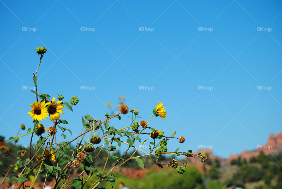 Flowers in Sedona
