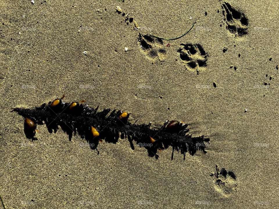 Sea treasures footprints