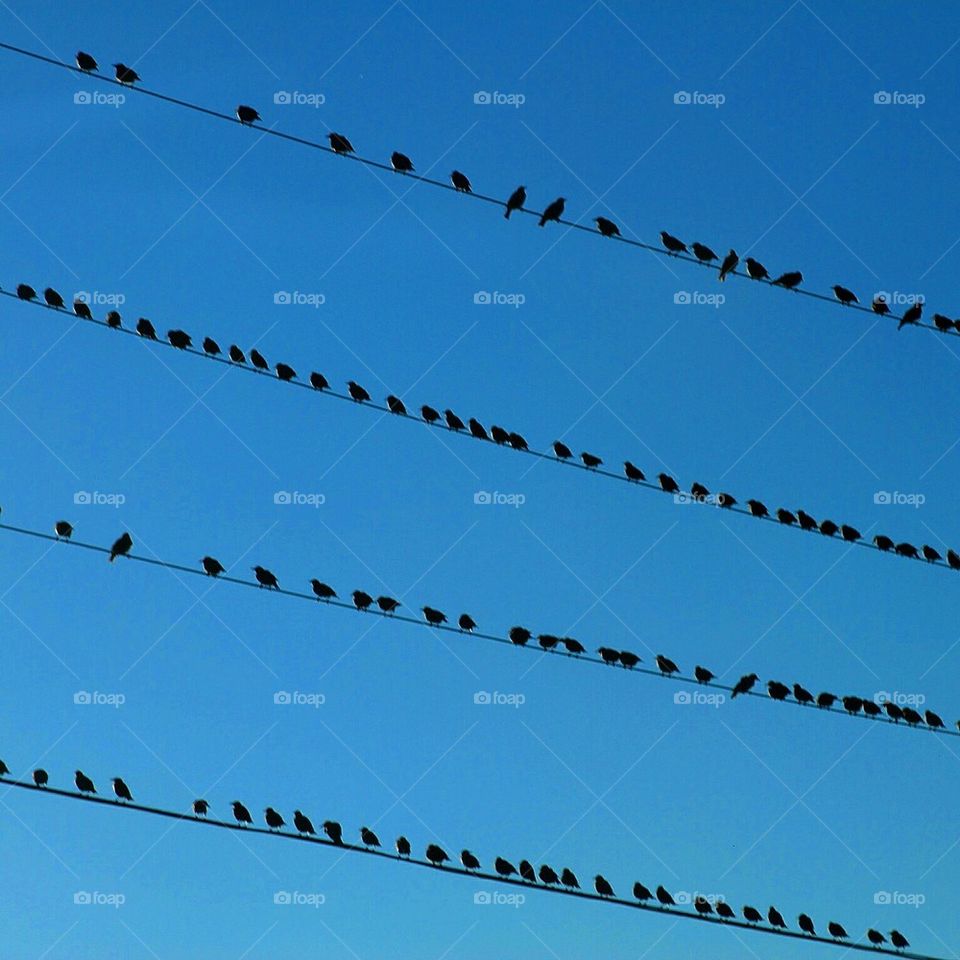 Birds on a wire