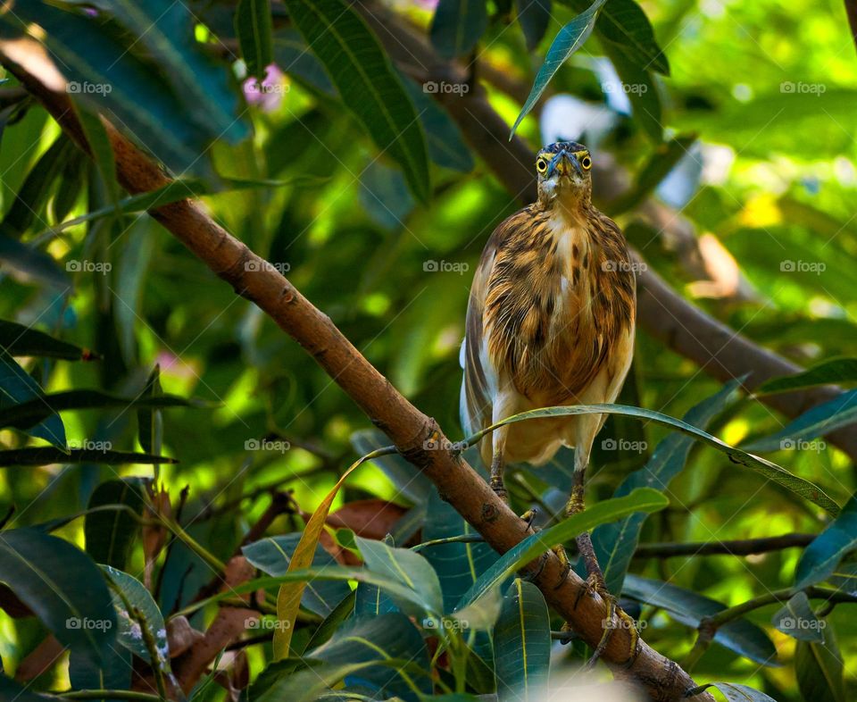 Bird photography  - heron