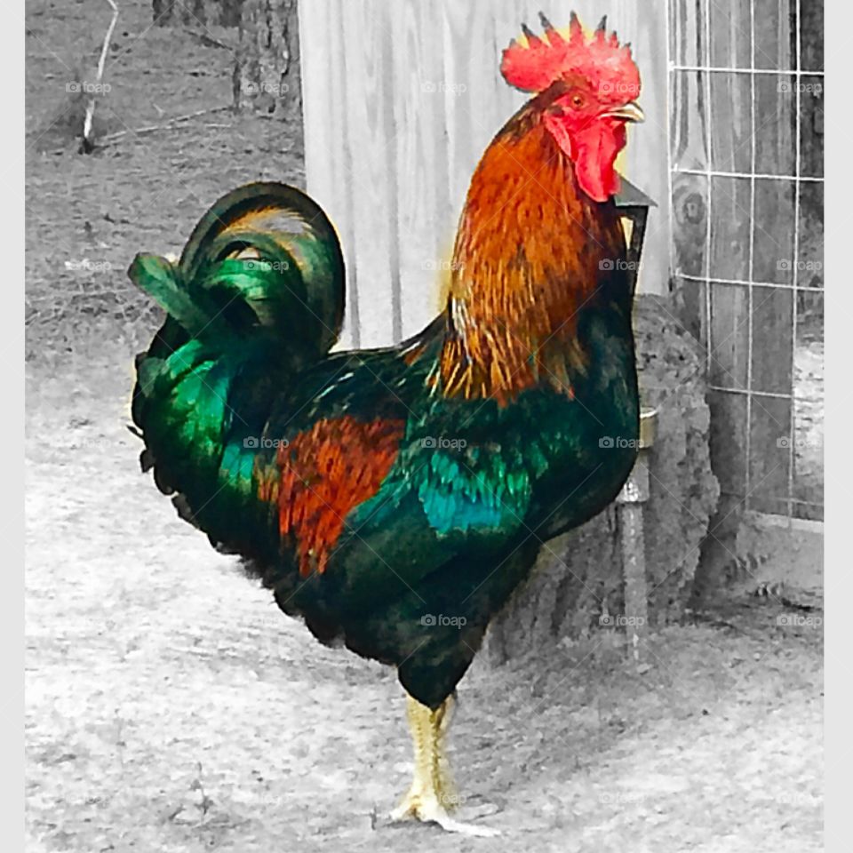 Rooster