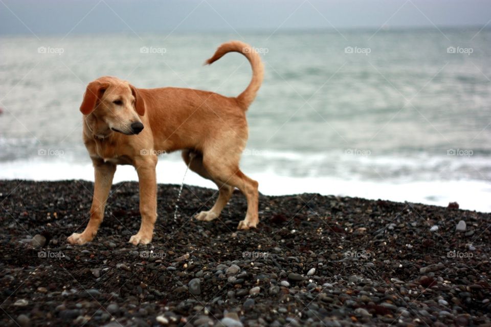 No Person, Beach, Dog, Water, Sea