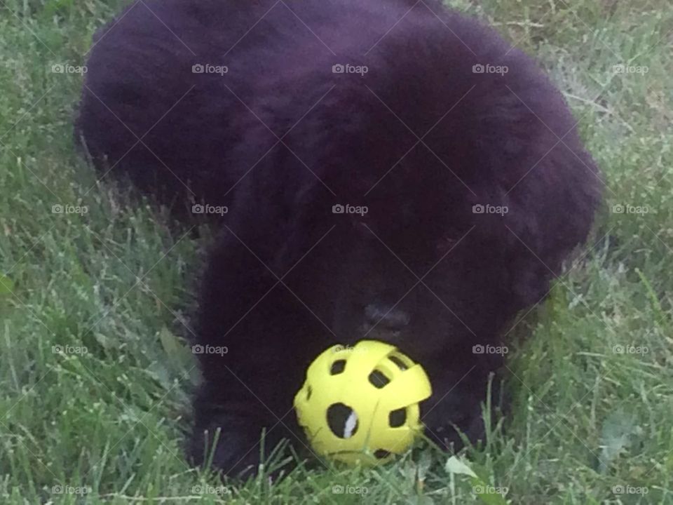 newfoundlander puppy first ball