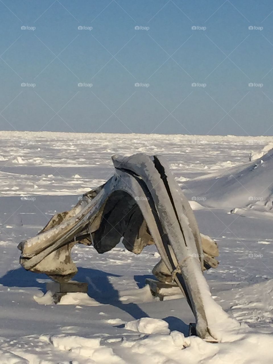 Whale Skull 