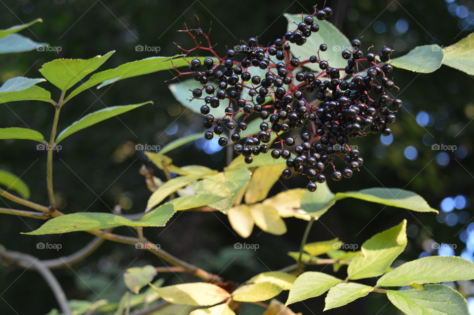 Close-up of bluebeery hanging on tree