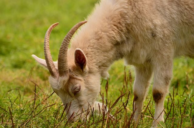 goat