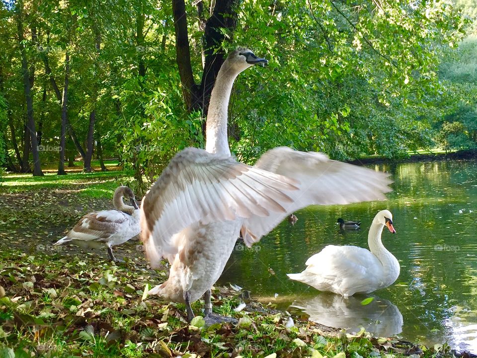 Swans