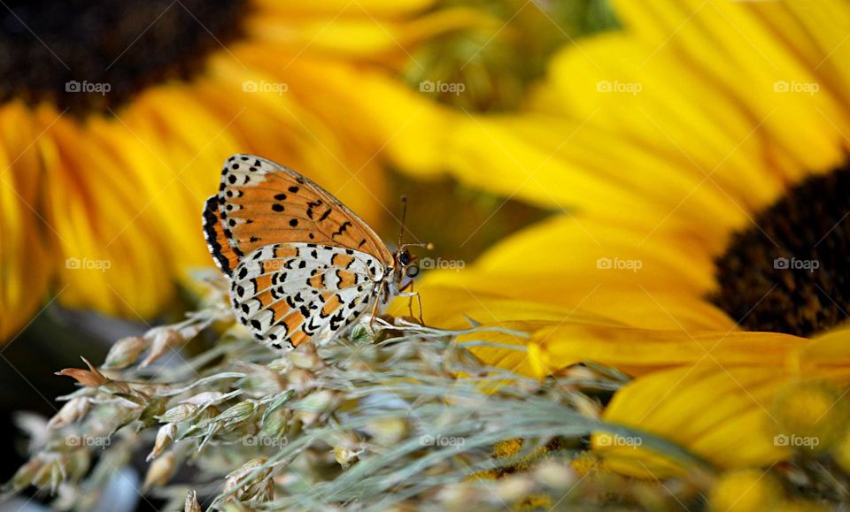 Butterfly on background of Sunflowers