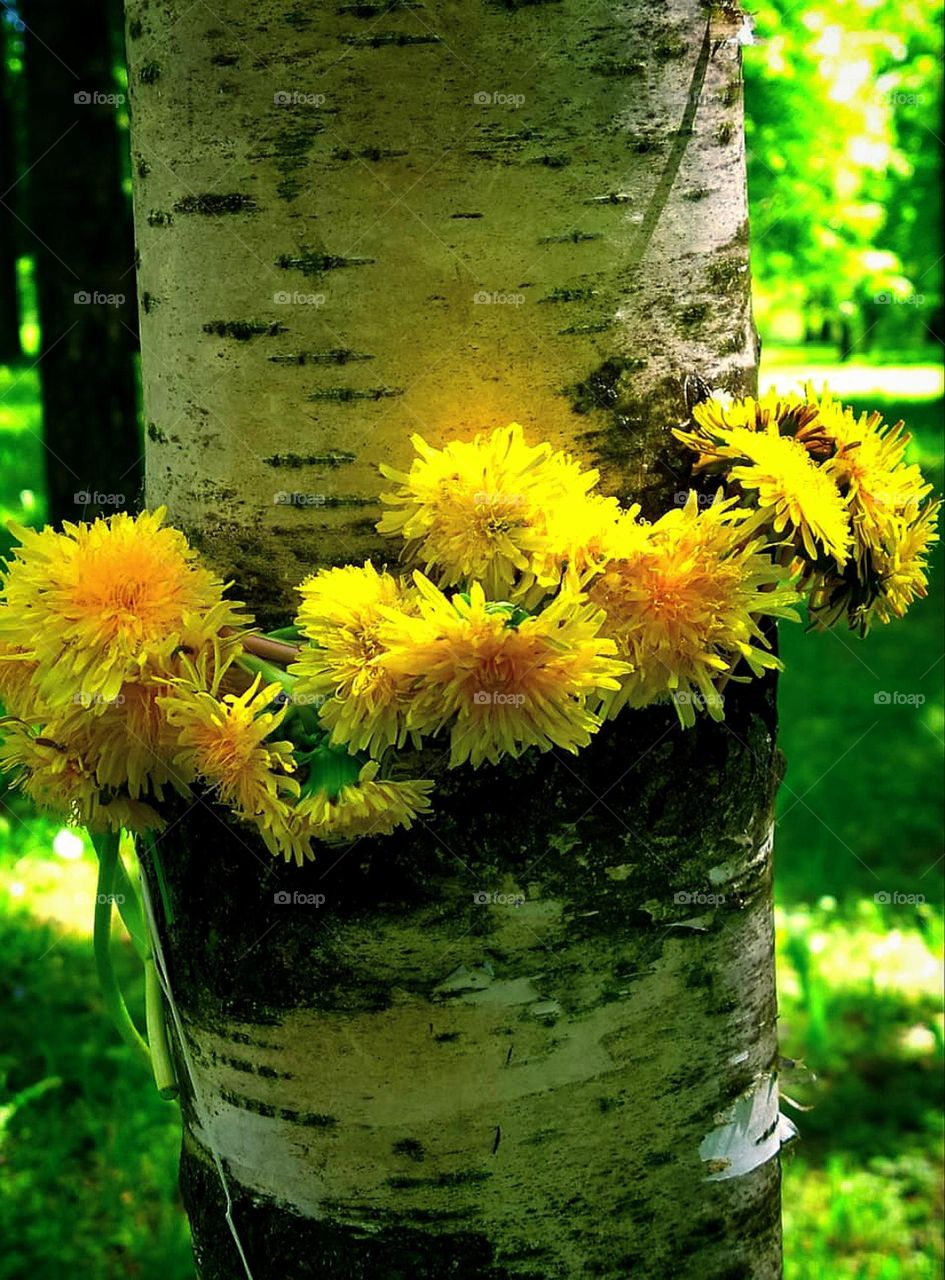 Spring has sprung. A wreath of yellow dandelions hangs on a trunk of a white birch. In the background, green leaves of trees and young green grass