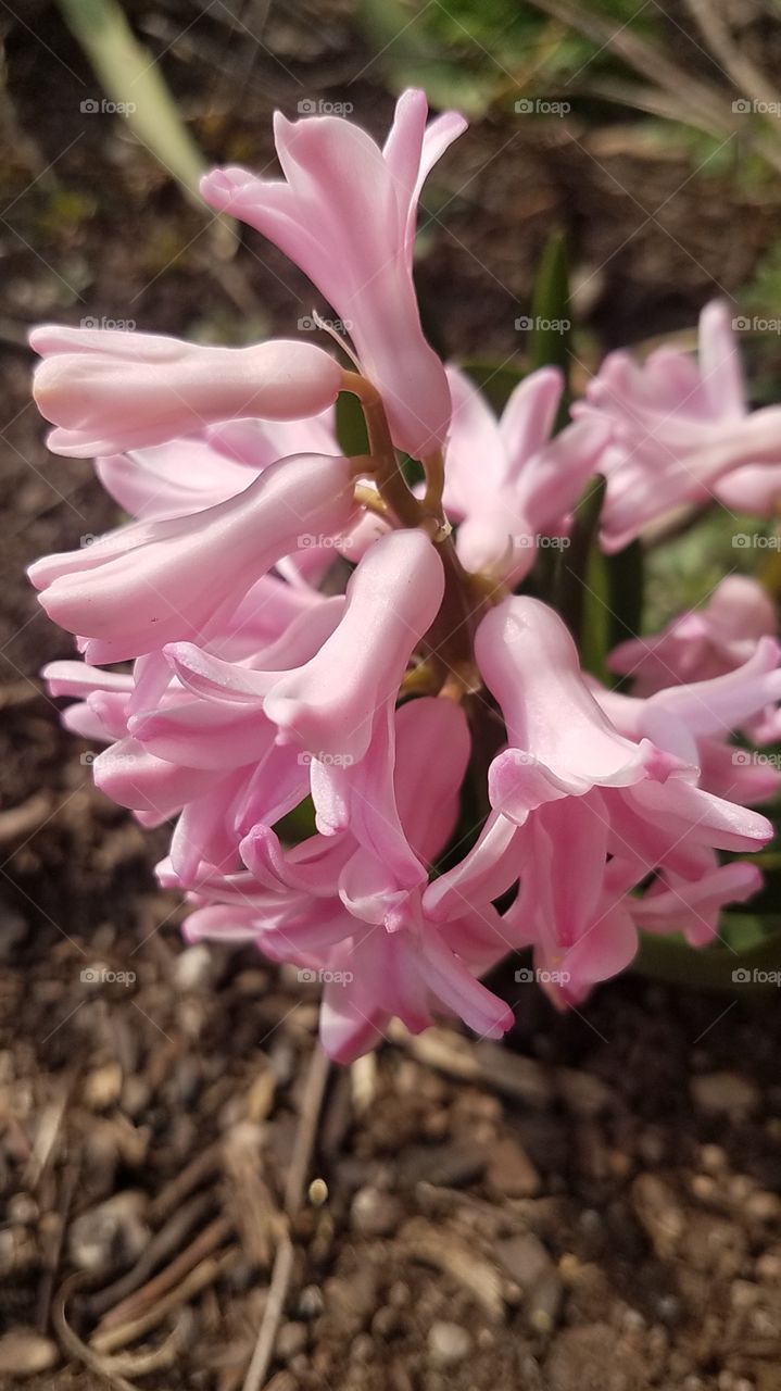 Spring Blooms
