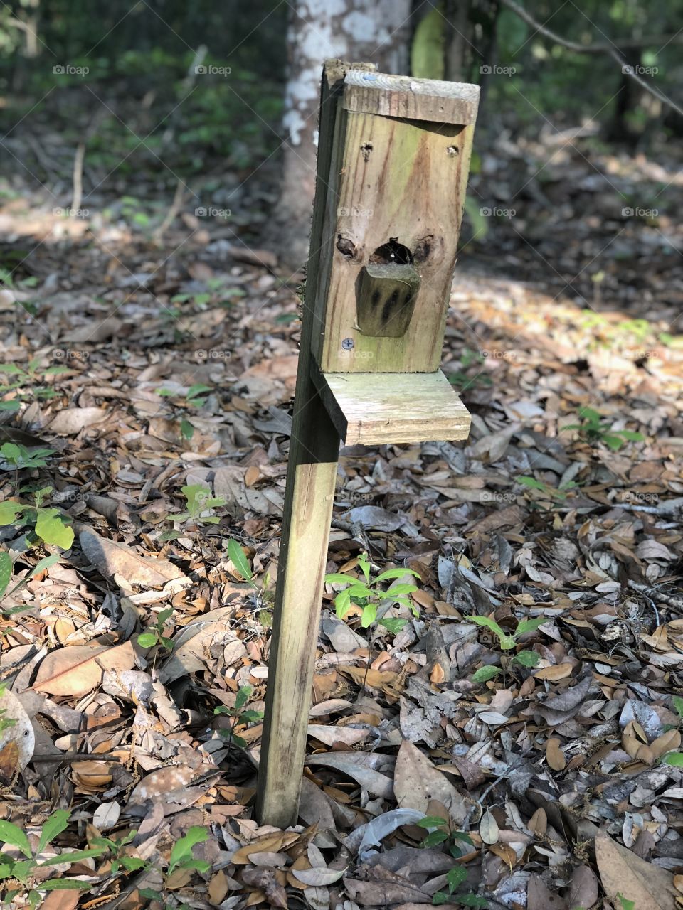 Homemade wooden bird feeder 