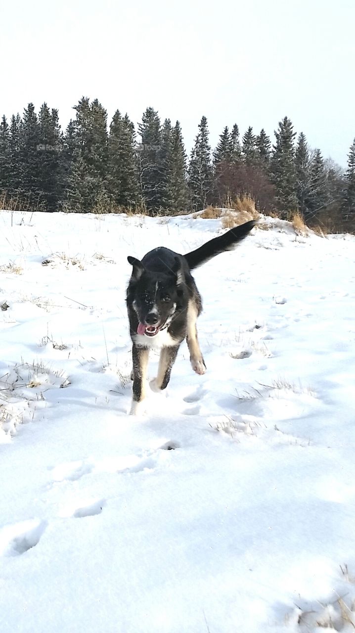 Running Husky!