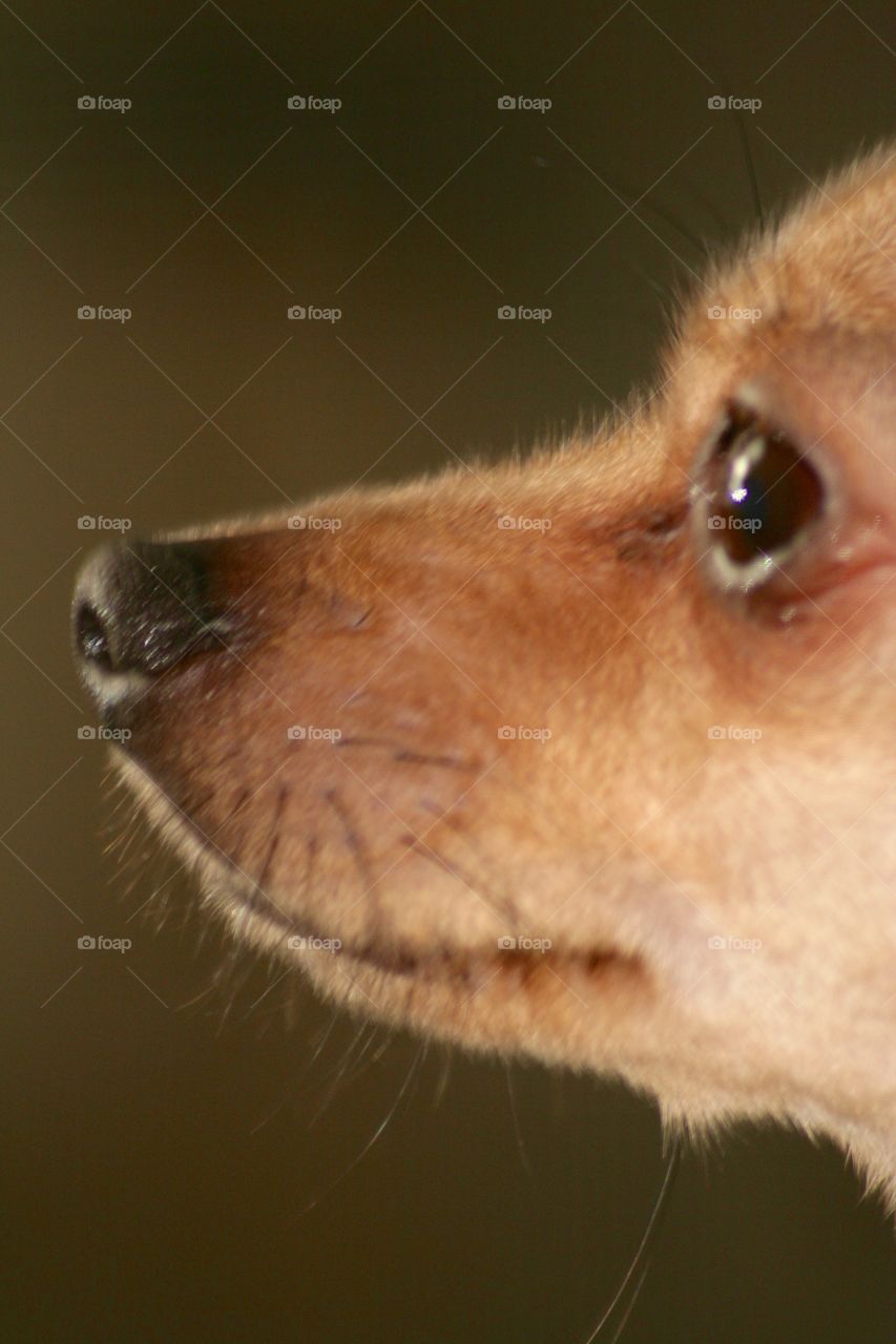 Lucy. Chihuahua dog