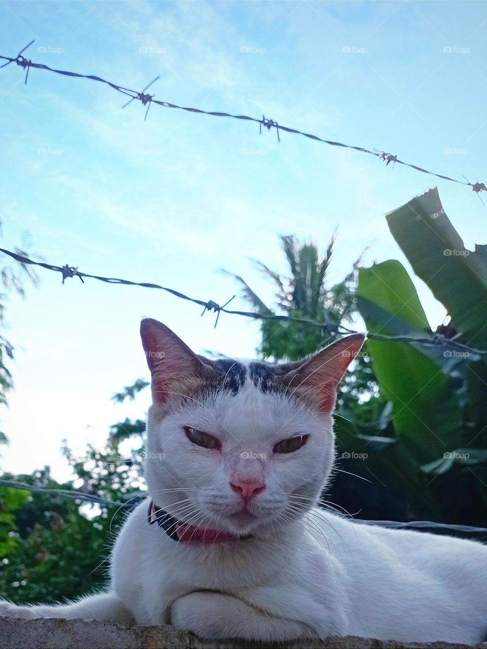 Cat lay down on a high concrete fence
