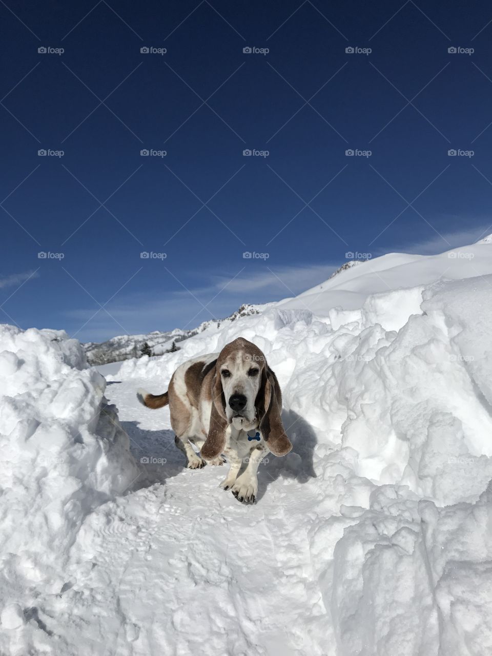 Snowy Walk with basset hound 