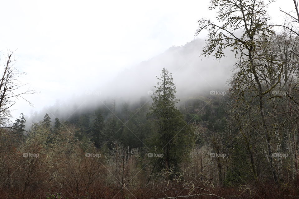 Fog above the woods