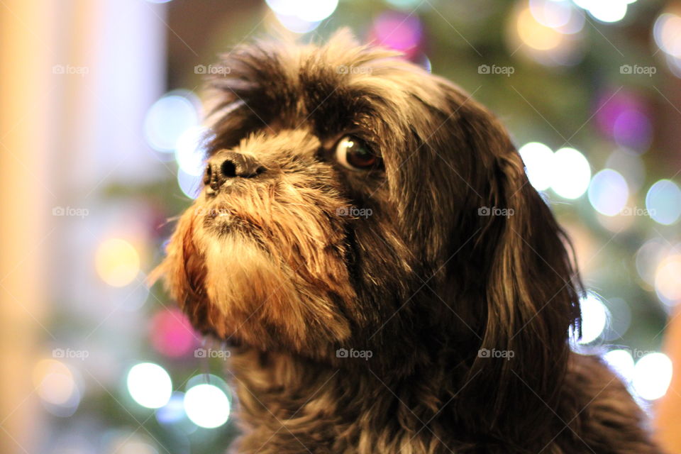Der Hundeblick zu Weihnachten.