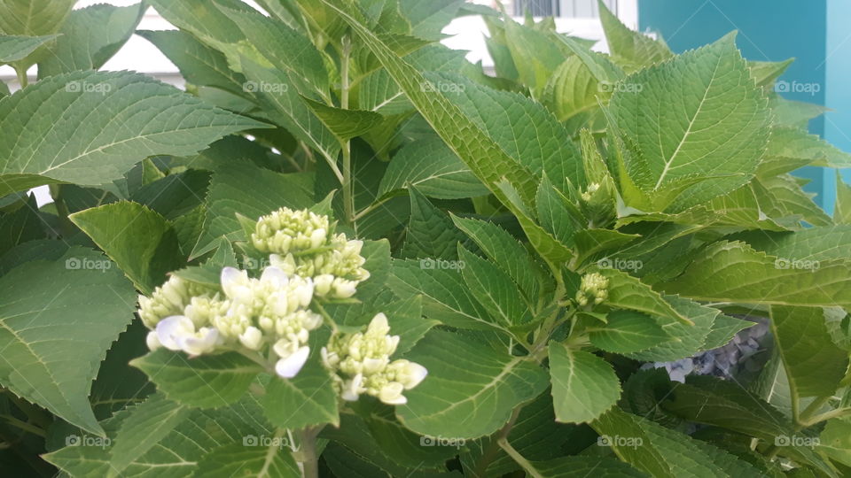 Thiên nhiên hoa dại