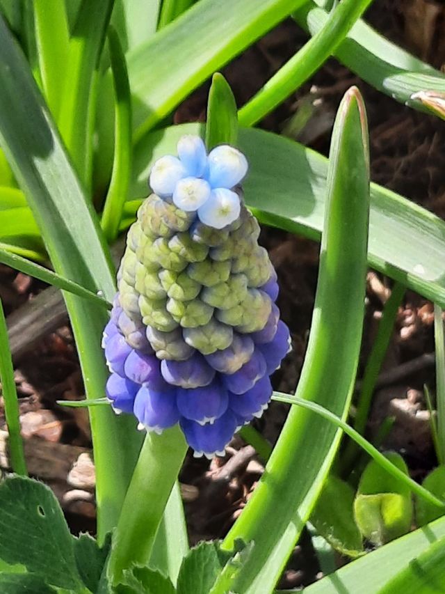 ticolor muscari flower bud