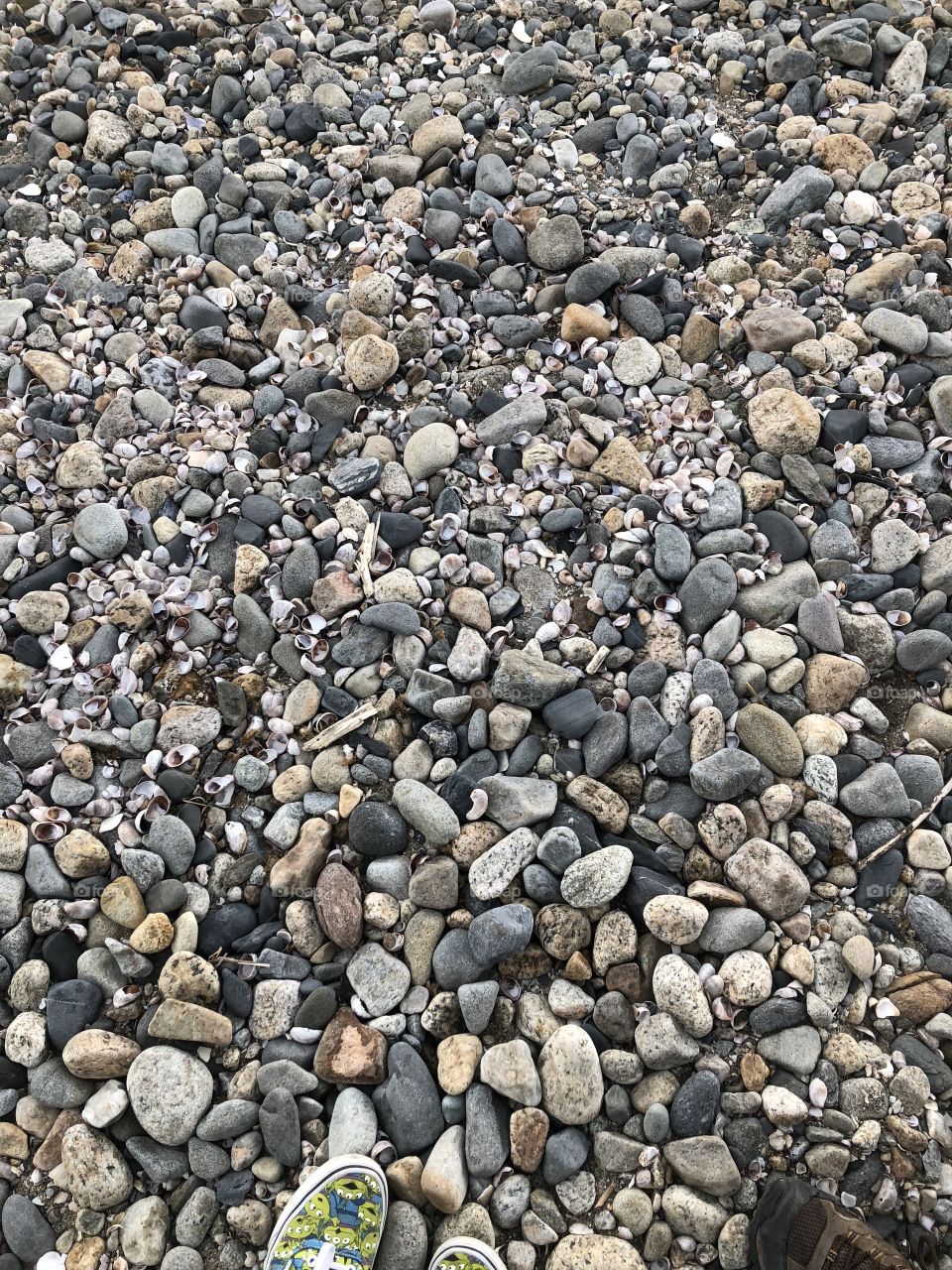 Rocks and shells on a Rhode Island beach